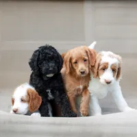 Duke , a male Miniature Labradoodle for sale in East Earl, PA – 4 of 4