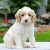Chloe , a female Miniature Labradoodle for sale in East Earl, PA – 2 of 4