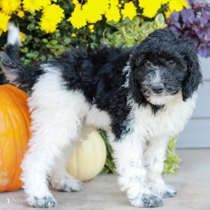 Caleb  – Miniature Labradoodle puppy for sale in East Earl, PA