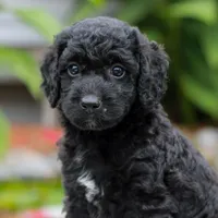 Coda , a female Miniature Labradoodle for sale in East Earl, PA – 4 of 4