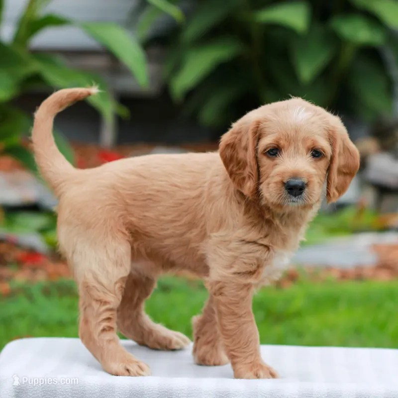 Charlotte  – Miniature Labradoodle puppy for sale in East Earl, PA