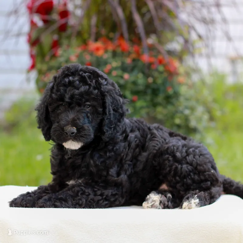 Duke  – Miniature Labradoodle puppy for sale in East Earl, PA