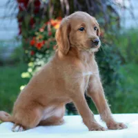 Demi , a female Miniature Labradoodle for sale in East Earl, PA – 2 of 4