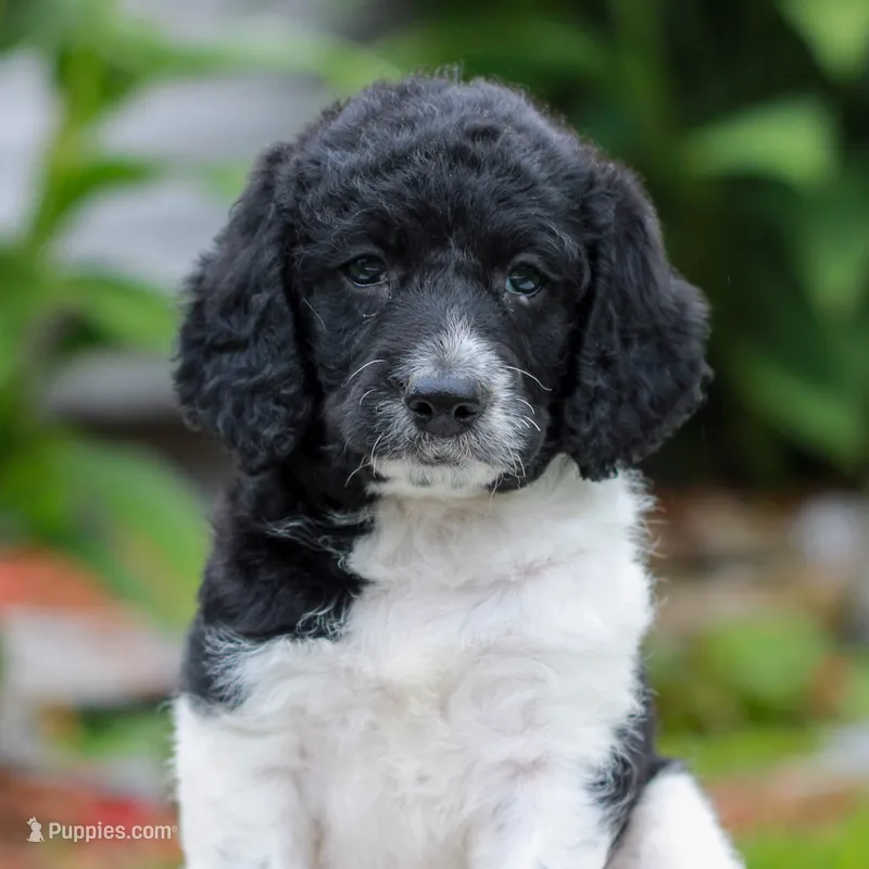 Clara  – Miniature Labradoodle puppy for sale in East Earl, PA