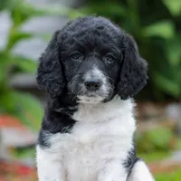 Clara , a female Miniature Labradoodle for sale in East Earl, PA – 2 of 4