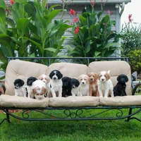 Caleb , a male Miniature Labradoodle for sale in East Earl, PA – 2 of 4