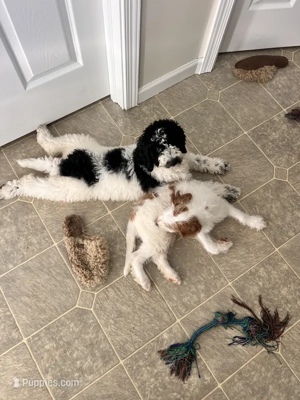 Connie  – Miniature Labradoodle puppy for sale in East Earl, PA