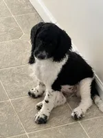 Clara f1b , a female Miniature Labradoodle for sale in East Earl, PA – 7 of 8