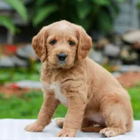 Charlotte , a female Miniature Labradoodle for sale in East Earl, PA – 2 of 3