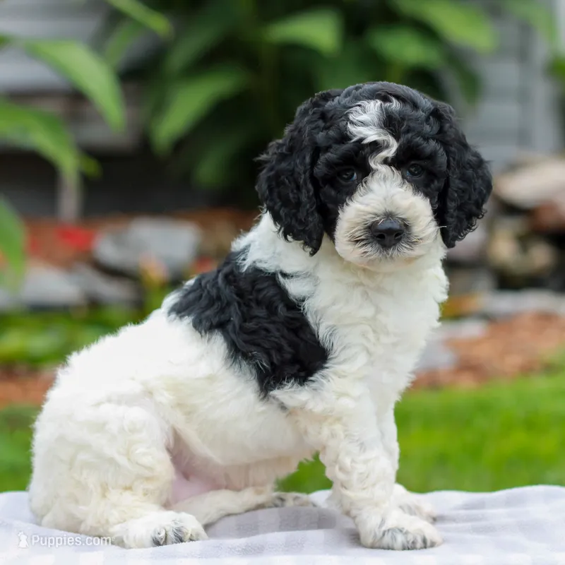 Connie  – Miniature Labradoodle puppy for sale in East Earl, PA