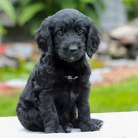 Camile , a female Miniature Labradoodle for sale in East Earl, PA – 1 of 4