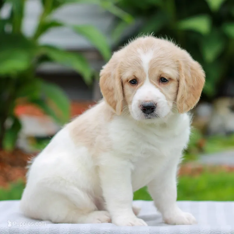 Clover  – Miniature Labradoodle puppy for sale in East Earl, PA