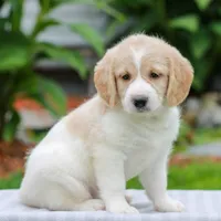 Clover , a female Miniature Labradoodle for sale in East Earl, PA – 3 of 4