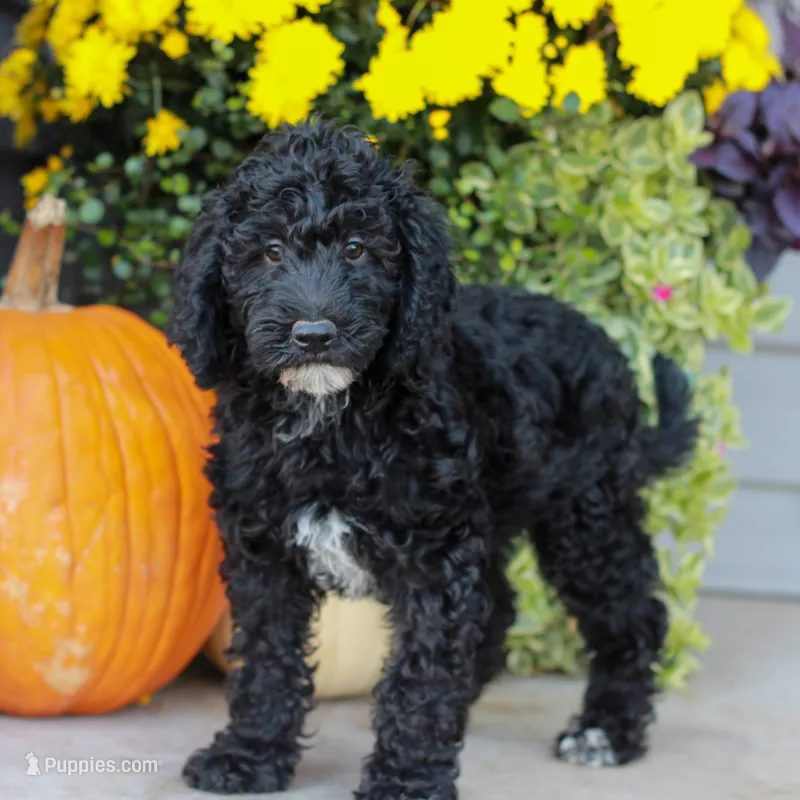 Duke  – Miniature Labradoodle puppy for sale in East Earl, PA