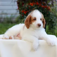 Dallas , a male Miniature Labradoodle for sale in East Earl, PA – 2 of 5