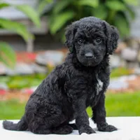 Coda , a female Miniature Labradoodle for sale in East Earl, PA – 2 of 4