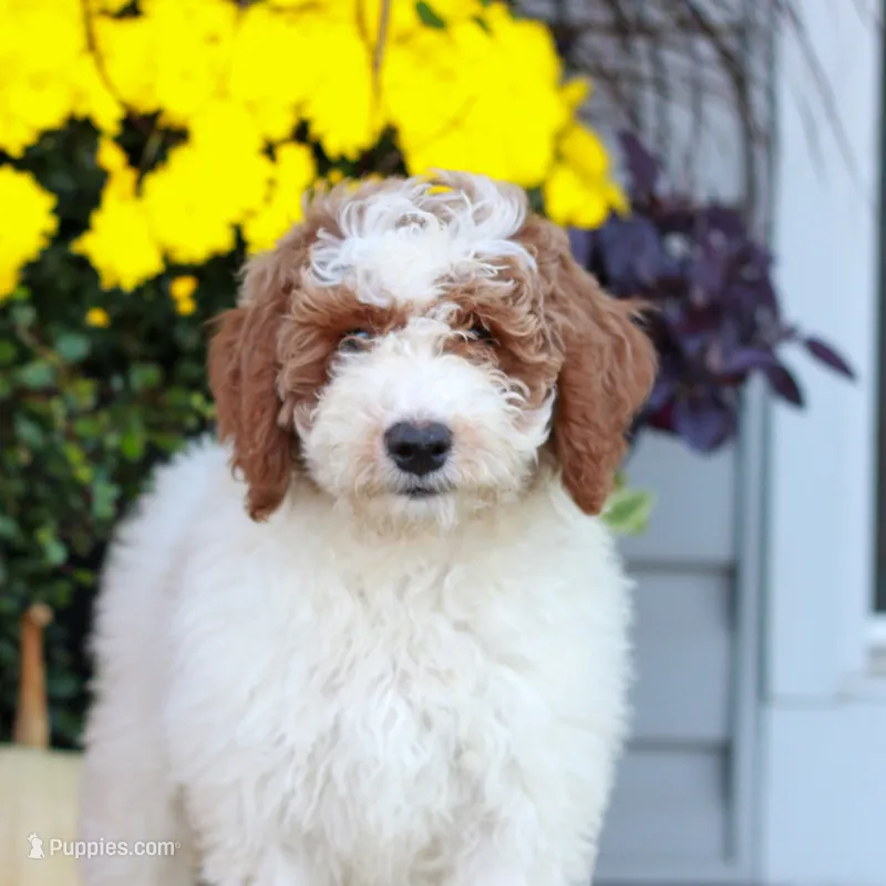 Carson  – Miniature Labradoodle puppy for sale in East Earl, PA