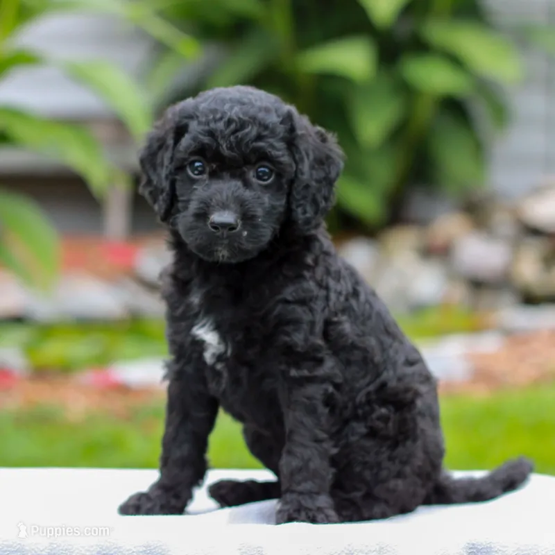 Coda  – Miniature Labradoodle puppy for sale in East Earl, PA