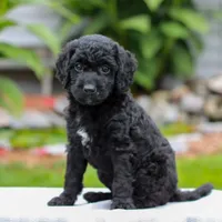 Coda , a female Miniature Labradoodle for sale in East Earl, PA – 1 of 4
