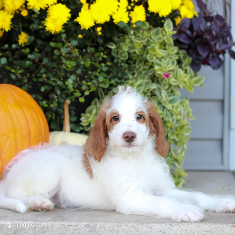 Dallas  – Miniature Labradoodle puppy for sale in East Earl, PA
