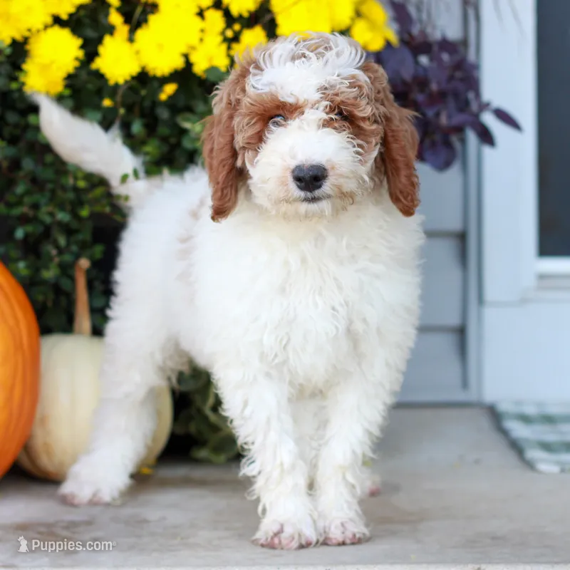 Carson  – Miniature Labradoodle puppy for sale in East Earl, PA