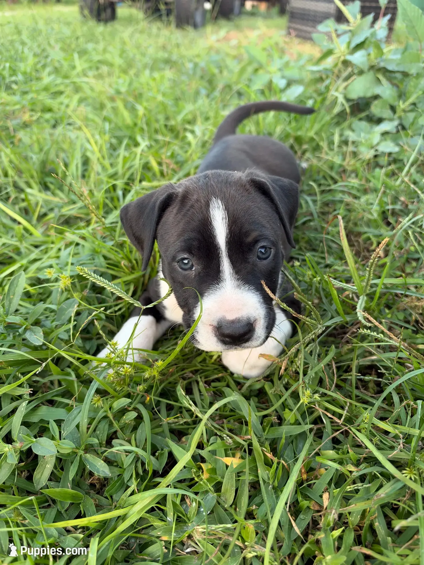 9 pitbulls, a male American Pit Bull Terrier for sale in Naples, FL – 1 of 10