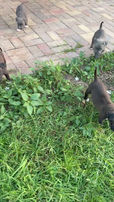 9 pitbulls, a male American Pit Bull Terrier for sale in Naples, FL – 10 of 10