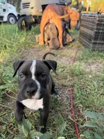 9 pitbulls, a male American Pit Bull Terrier for sale in Naples, FL – 7 of 10