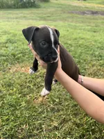 9 pitbulls, a male American Pit Bull Terrier for sale in Naples, FL – 4 of 10