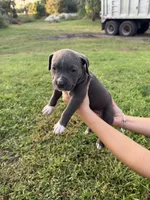9 pitbulls, a male American Pit Bull Terrier for sale in Naples, FL – 8 of 10