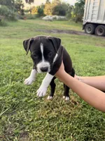 9 pitbulls, a male American Pit Bull Terrier for sale in Naples, FL – 2 of 10
