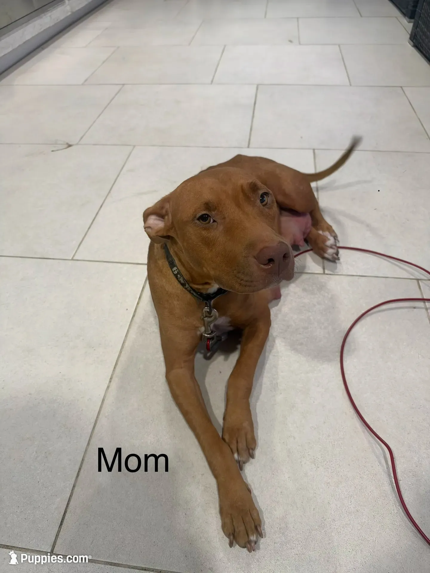 9 pitbulls, a male American Pit Bull Terrier for sale in Naples, FL – 5 of 10
