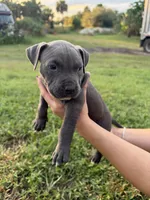9 pitbulls, a male American Pit Bull Terrier for sale in Naples, FL – 3 of 10