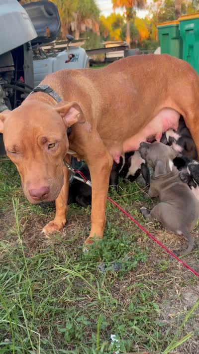 9 pitbulls, a male American Pit Bull Terrier for sale in Naples, FL – 9 of 10