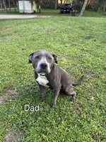 9 pitbulls, a male American Pit Bull Terrier for sale in Naples, FL – 6 of 10