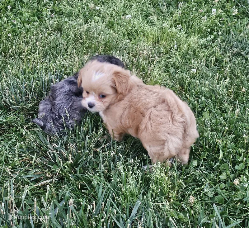 Red – Peekapoo, Poodle - Toy  puppy for sale in Lancaster, KY