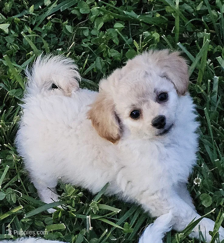 Curly Sue – Peekapoo, Poodle - Toy  puppy for sale in Lancaster, KY