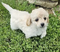 Curly Sue, a female Peekapoo and Poodle - Toy  for sale in Lancaster, KY – 2 of 2