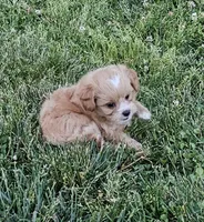 Red, a male Peekapoo and Poodle - Toy  for sale in Lancaster, KY – 2 of 2