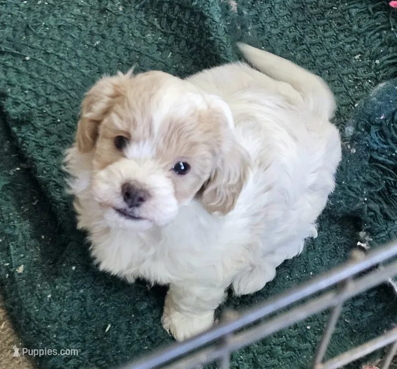 Oliver – Peekapoo, Poodle - Toy  puppy for sale in Lancaster, KY