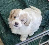 Oliver, a male Peekapoo and Poodle - Toy  for sale in Lancaster, KY – 1 of 2