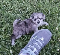 Merlene, a female Peekapoo and Poodle - Toy  for sale in Lancaster, KY – 2 of 2