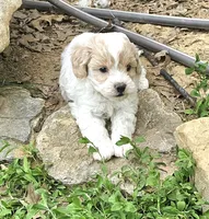 Oliver, a male Peekapoo and Poodle - Toy  for sale in Lancaster, KY – 2 of 2