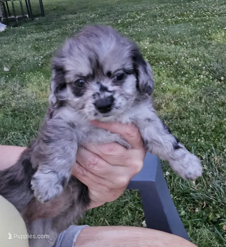 Merlene – Peekapoo, Poodle - Toy  puppy for sale in Lancaster, KY