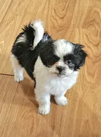 processed/e516309d-303e-4434-aae3-292907169e60/listing/f40613e3-752f-49b4-8fd8-e67972f2e0db/27493d2c-7c86-45d3-8fc2-873b1a95d2f0