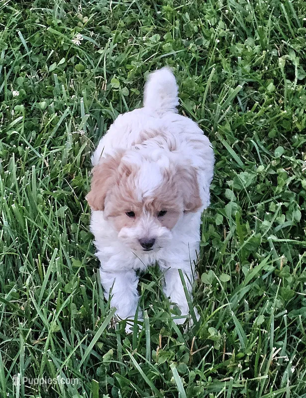 Oliver – Peekapoo, Poodle - Toy  puppy for sale in Lancaster, KY
