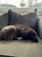 Mila , a female Great Pyrenees for sale in Eugene, OR – Photo 2 of 4