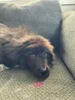 Mila , a female Great Pyrenees for sale in Eugene, OR – Photo 1 of 4