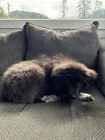 Mila , a female Great Pyrenees for sale in Eugene, OR – Photo 4 of 4