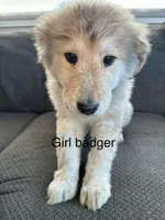 Esme pronounced EZ-may, a female Great Pyrenees for sale in Eugene, OR – Photo 2 of 3